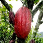 cacao33