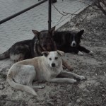 14.07.24 dogs